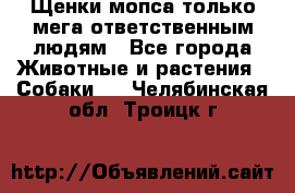 Щенки мопса только мега-ответственным людям - Все города Животные и растения » Собаки   . Челябинская обл.,Троицк г.